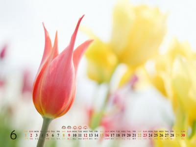 2013年6月风景桌面之唯美花卉第0张