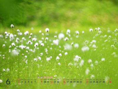 2013年6月风景桌面之唯美花卉第2张