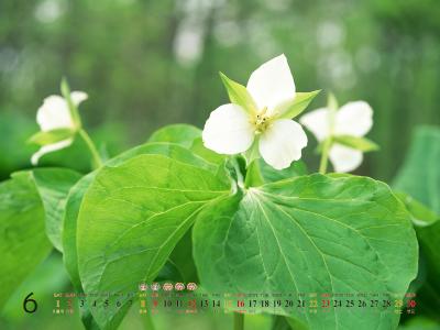 2013年6月风景桌面之唯美花卉第5张