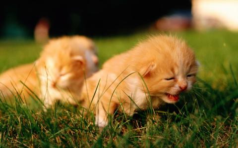 猫桌面图片 _ 第(2)张