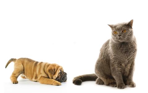 猫桌面图片 _ 第(4)张
