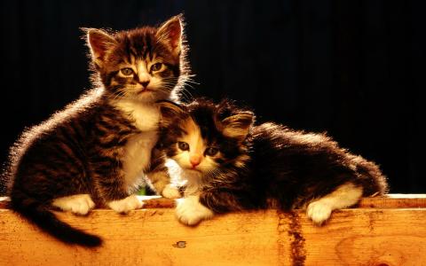 猫桌面图片 _ 第(7)张