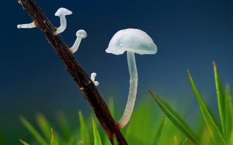 小蘑菇图片高清桌面壁纸第0张