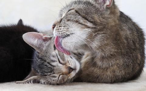 小奶猫图片 _ 第(3)张