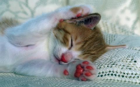 小奶猫图片 _ 第(6)张