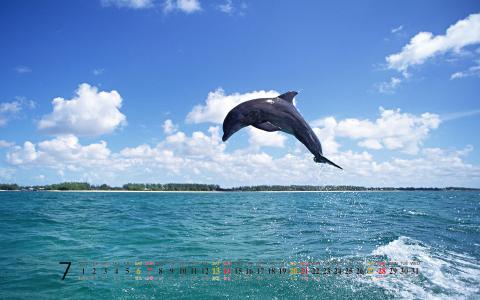 海豚第0张