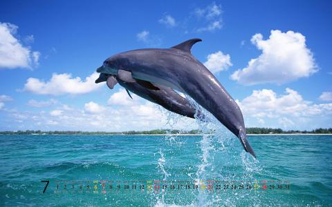 海豚第3张