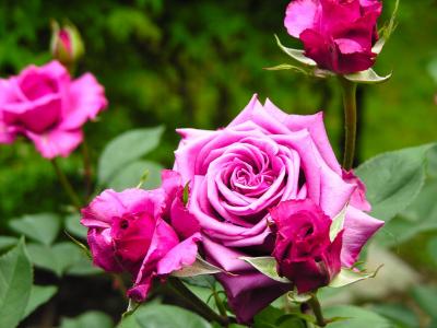 2013年油菜花宽屏金桌面壁纸第0张
