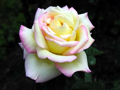 2013年油菜花宽屏金桌面壁纸第1张