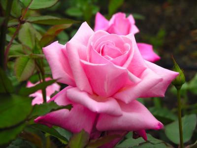 2013年油菜花宽屏金桌面壁纸第2张