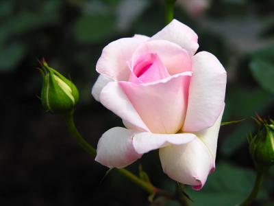 2013年油菜花宽屏金桌面壁纸第5张