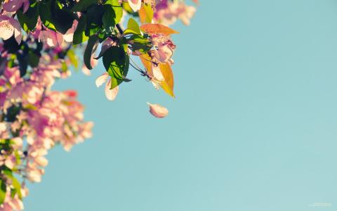lomo唯美清新植物宽屏桌面壁纸第0张