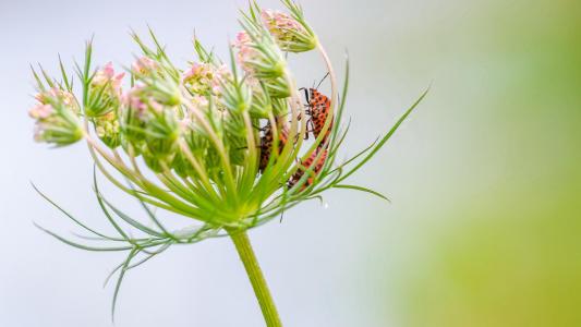 花园壁纸图片 _ 第(11)张