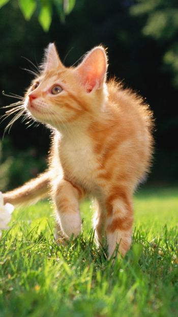 超可爱小猫图片高清手机壁纸第4张