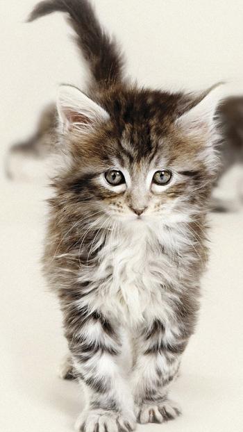 超可爱小猫图片高清手机壁纸第5张