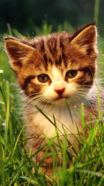 超可爱小猫图片高清手机壁纸第6张