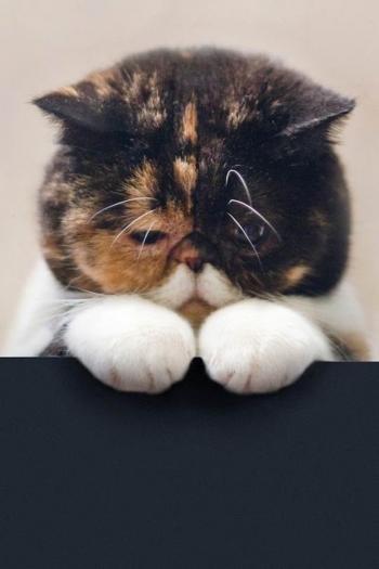 猫咪第5张