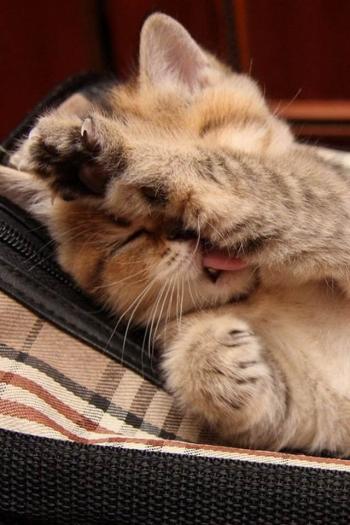 猫咪第6张