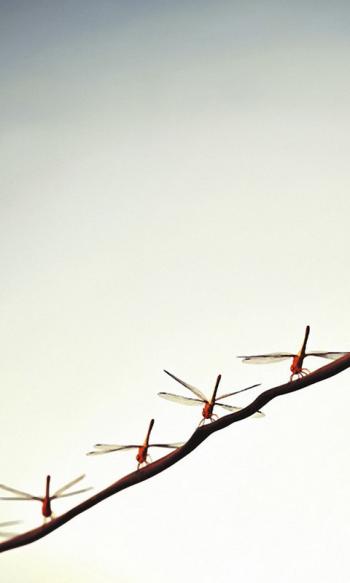 蜻蜓图片 _ 第(8)张