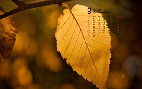 2013年秋季日历壁纸之9月树叶第4张