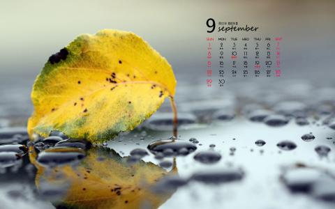 2013年秋季日历壁纸之9月树叶第6张