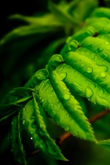粉嫩清新的玫瑰花高清图片手机壁纸第3张