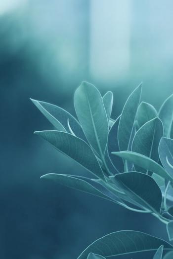 粉嫩清新的玫瑰花高清图片手机壁纸第6张