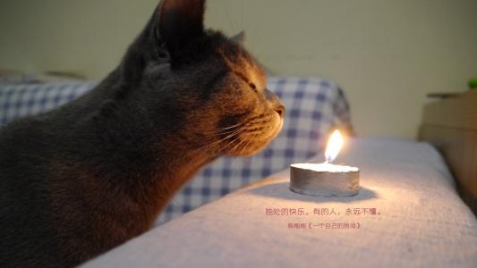 猫咪图片 _ 第(15)张