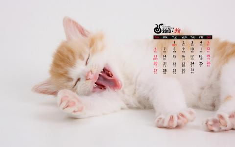 2014年10月日历壁纸自然保护鸟类动物鹈鹕高清特写(一)第5张