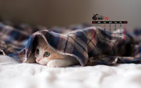 2014年10月日历壁纸自然保护鸟类动物鹈鹕高清特写(一)第6张