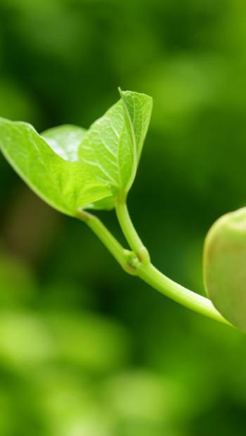粉嫩清新的玫瑰花高清图片手机壁纸第6张