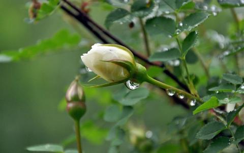玫瑰花第5张