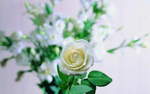 玫瑰花第6张