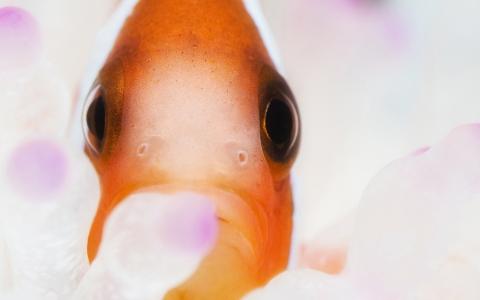 海鲜鱼图片 _ 第(13)张