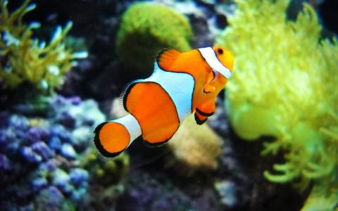 海鲜鱼图片 _ 第(20)张