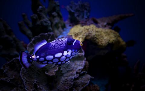 海鲜鱼图片 _ 第(22)张