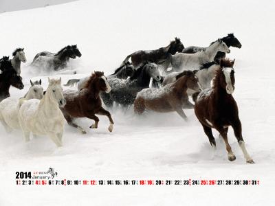 马图片图片 _ 第(11)张
