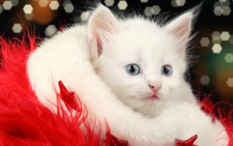 猫咪第2张