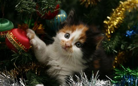 猫咪第4张