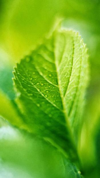 高清鲜花小清新绿色护眼花卉手机壁纸第0张