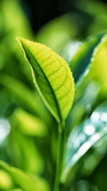 高清鲜花小清新绿色护眼花卉手机壁纸第1张