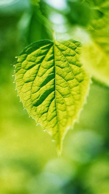 高清鲜花小清新绿色护眼花卉手机壁纸第2张