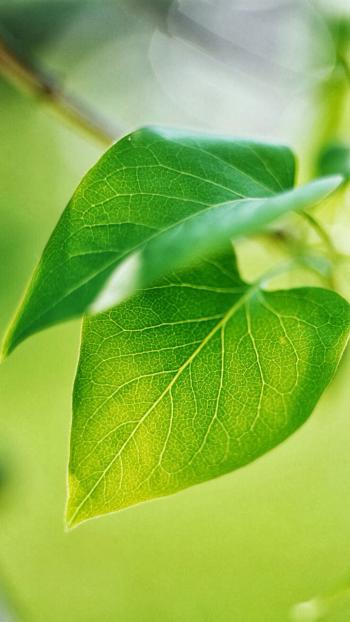 高清鲜花小清新绿色护眼花卉手机壁纸第6张