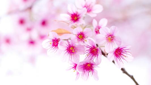 鲜花图片 _ 第(4)张