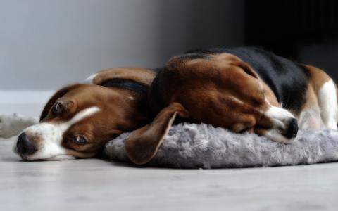 拉布拉多猎犬可爱小狗图片高清桌面壁纸第2张