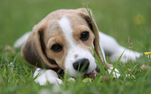 拉布拉多猎犬可爱小狗图片高清桌面壁纸第3张