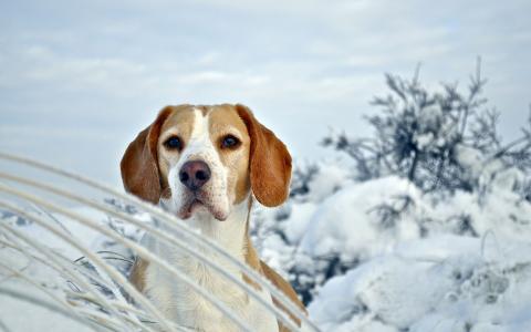 拉布拉多猎犬可爱小狗图片高清桌面壁纸第5张