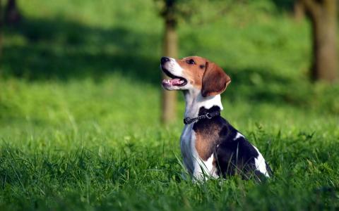 拉布拉多猎犬可爱小狗图片高清桌面壁纸第6张