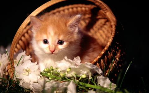 卖萌可爱猫咪图片安卓手机壁纸第4张