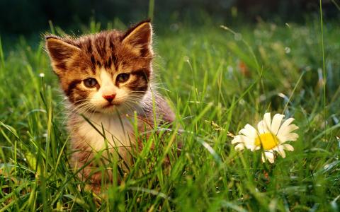 卖萌可爱猫咪图片安卓手机壁纸第6张